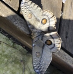 Opodiphthera eucalypti (Emperor Gum Moth) at Michelago, NSW - 15 Nov 2020 by Illilanga