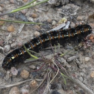 Apina callisto at Michelago, NSW - 19 Sep 2020