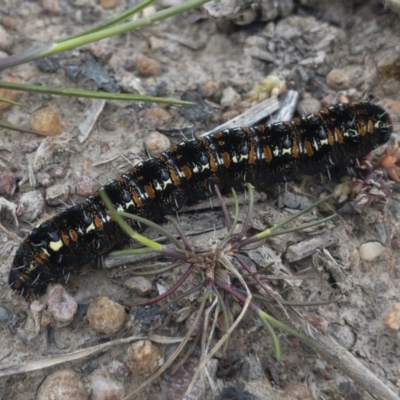 Apina callisto (Pasture Day Moth) at Michelago, NSW - 18 Sep 2020 by Illilanga