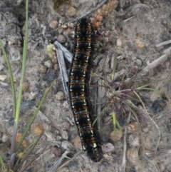 Apina callisto at Michelago, NSW - 19 Sep 2020