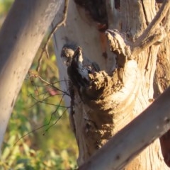 Callocephalon fimbriatum (Gang-gang Cockatoo) at Garran, ACT - 29 Nov 2020 by roymcd