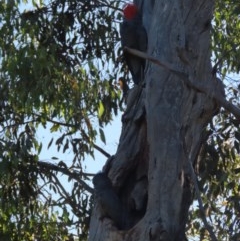 Callocephalon fimbriatum (Gang-gang Cockatoo) at Red Hill, ACT - 29 Nov 2020 by roymcd