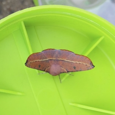 Oenochroma vinaria (Pink-bellied Moth, Hakea Wine Moth) at Red Hill, ACT - 6 May 2020 by Illilanga