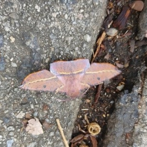 Oenochroma vinaria at Red Hill, ACT - 7 May 2020