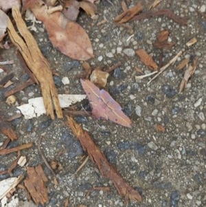 Oenochroma vinaria at Red Hill, ACT - 7 May 2020