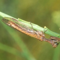 Mantispidae (family) at Denman Prospect, ACT - 25 Nov 2020 10:31 PM