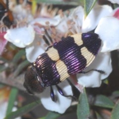 Castiarina vicina (Vicina jewel beetle) at Tinderry, NSW - 26 Nov 2020 by Harrisi