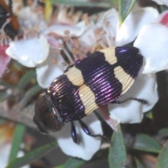 Castiarina vicina (Vicina jewel beetle) at Tinderry, NSW - 27 Nov 2020 by Harrisi