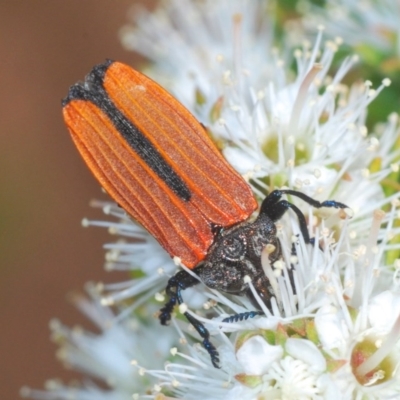 Castiarina nasuta (A jewel beetle) at Karabar, NSW - 26 Nov 2020 by Harrisi