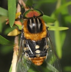 Scaptia (Scaptia) auriflua (A flower-feeding march fly) at Acton, ACT - 28 Nov 2020 by TimL