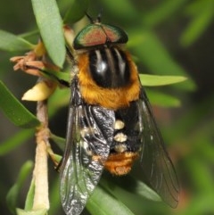 Scaptia (Scaptia) auriflua at Acton, ACT - 29 Nov 2020