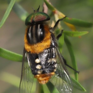 Scaptia (Scaptia) auriflua at Acton, ACT - 29 Nov 2020