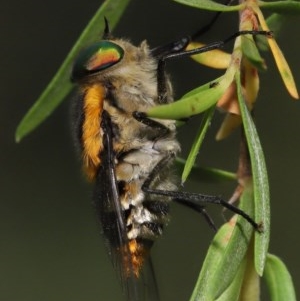 Scaptia (Scaptia) auriflua at Acton, ACT - 29 Nov 2020