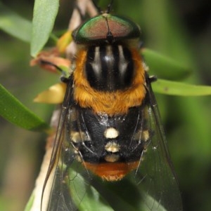 Scaptia (Scaptia) auriflua at Acton, ACT - 29 Nov 2020