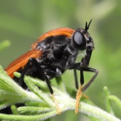 Pelecorhynchus fulvus (Orange cap-nosed fly) at Acton, ACT - 24 Nov 2020 by TimL