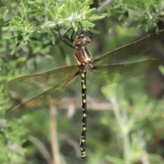 Synthemis eustalacta (Swamp Tigertail) at ANBG - 24 Nov 2020 by TimL