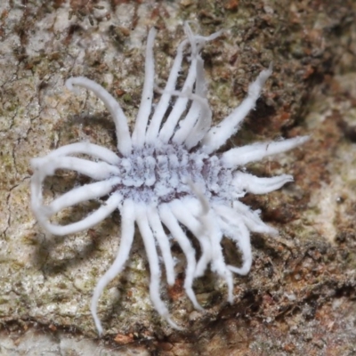 Cryptolaemus montrouzieri (Mealybug ladybird) at Acton, ACT - 26 Nov 2020 by TimL