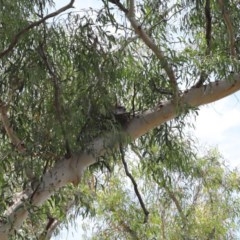 Podargus strigoides (Tawny Frogmouth) at Acton, ACT - 29 Nov 2020 by TimL