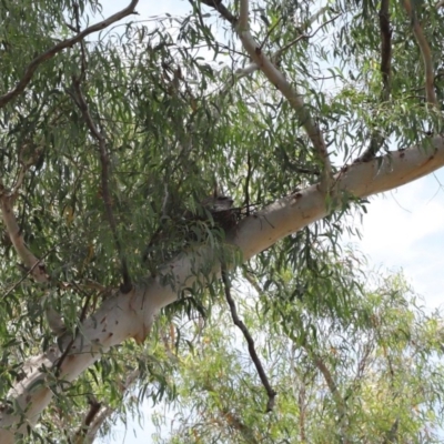 Podargus strigoides (Tawny Frogmouth) at Acton, ACT - 28 Nov 2020 by TimL