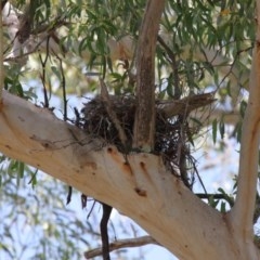 Podargus strigoides at Acton, ACT - 29 Nov 2020