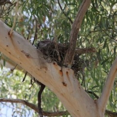 Podargus strigoides at Acton, ACT - 29 Nov 2020