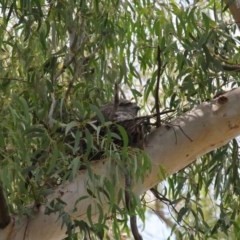 Podargus strigoides at Acton, ACT - 29 Nov 2020