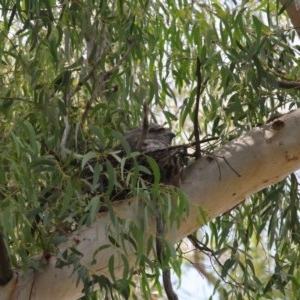 Podargus strigoides at Acton, ACT - 29 Nov 2020