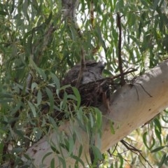 Podargus strigoides at Acton, ACT - 29 Nov 2020