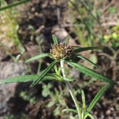 Euchiton sphaericus (Star Cudweed) at Conder, ACT - 19 Oct 2020 by michaelb