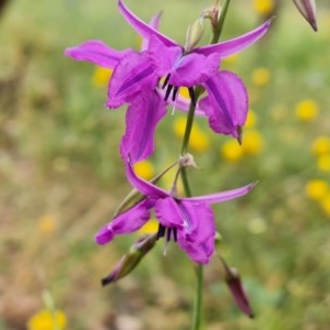 Arthropodium fimbriatum at Isaacs Ridge Offset Area - 29 Nov 2020 11:43 PM