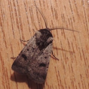 Agrotis porphyricollis at Conder, ACT - 20 Oct 2020 11:04 AM