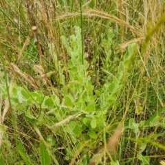 Kickxia elatine subsp. crinita (Twining Toadflax) at Isaacs Ridge Offset Area - 29 Nov 2020 by Mike