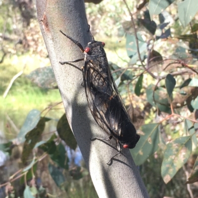 Psaltoda moerens (Redeye cicada) at Majura, ACT - 28 Nov 2020 by JaneR