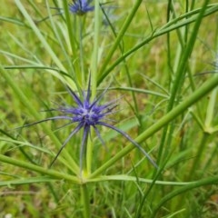 Eryngium ovinum at Symonston, ACT - 30 Nov 2020