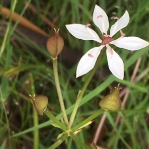 Burchardia umbellata at Collector, NSW - 26 Nov 2020 04:36 AM