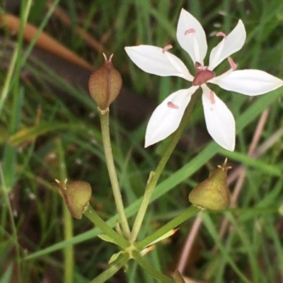 Burchardia umbellata (Milkmaids) at Collector, NSW - 25 Nov 2020 by JaneR