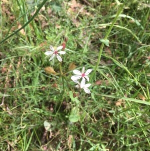 Burchardia umbellata at Collector, NSW - 26 Nov 2020