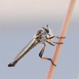 Cerdistus varifemoratus at O'Connor, ACT - 29 Nov 2020 12:53 PM