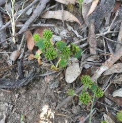Hydrocotyle hirta (Hairy Pennywort) at Oakdale Nature Reserve - 26 Nov 2020 by JaneR