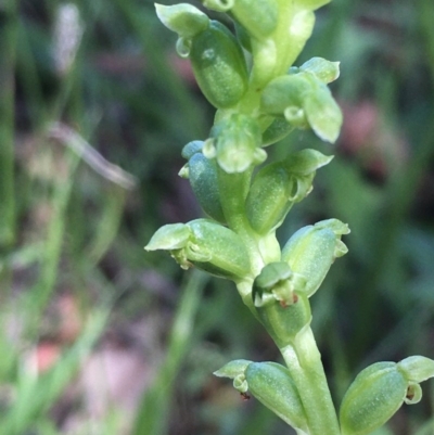 Microtis unifolia (Common Onion Orchid) at Oakdale Nature Reserve - 25 Nov 2020 by JaneR