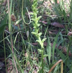 Microtis unifolia at Collector, NSW - 26 Nov 2020