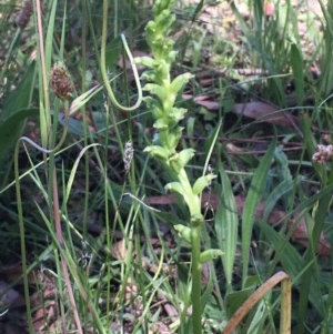 Microtis unifolia at Collector, NSW - 26 Nov 2020