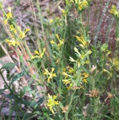 Pimelea curviflora (Curved Rice-flower) at Oakdale Nature Reserve - 25 Nov 2020 by JaneR