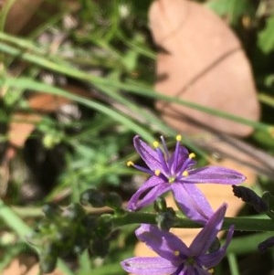 Caesia calliantha at Collector, NSW - 26 Nov 2020