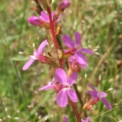 Stylidium sp. (Trigger Plant) at Collector, NSW - 26 Nov 2020 by JaneR