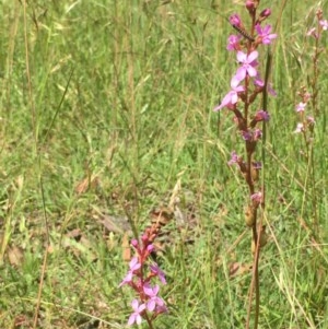 Stylidium sp. at Collector, NSW - 26 Nov 2020