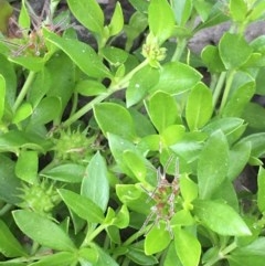 Opercularia hispida (Hairy Stinkweed) at Collector, NSW - 25 Nov 2020 by JaneR