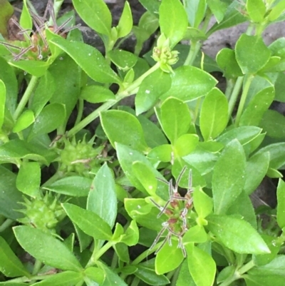 Opercularia hispida (Hairy Stinkweed) at Collector, NSW - 25 Nov 2020 by JaneR