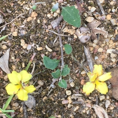 Goodenia hederacea (Ivy Goodenia) at Collector, NSW - 26 Nov 2020 by JaneR