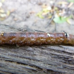 Unidentified Insect at Tathra, NSW - 29 Nov 2020 by TathraPreschool